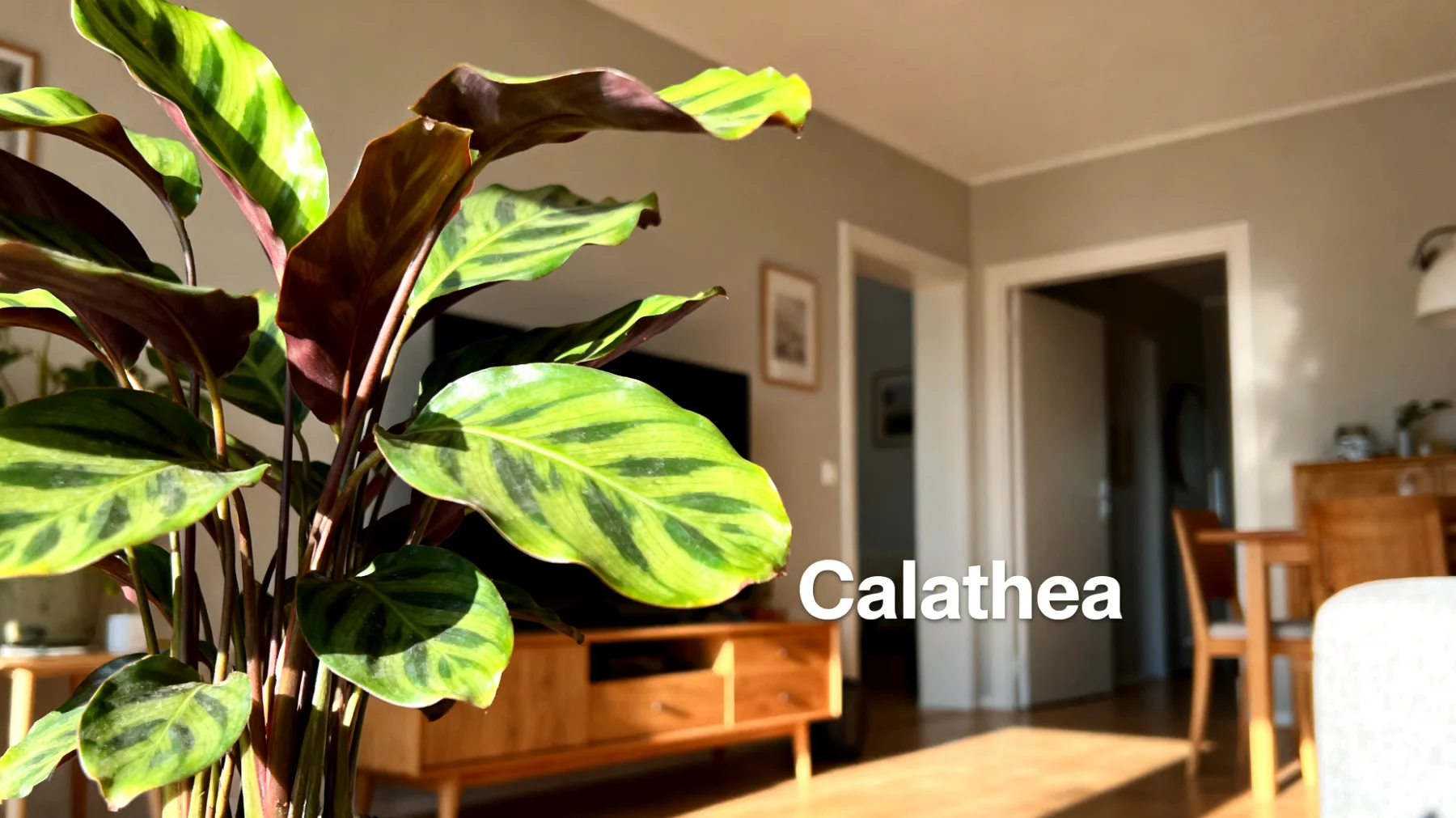 Calathea"