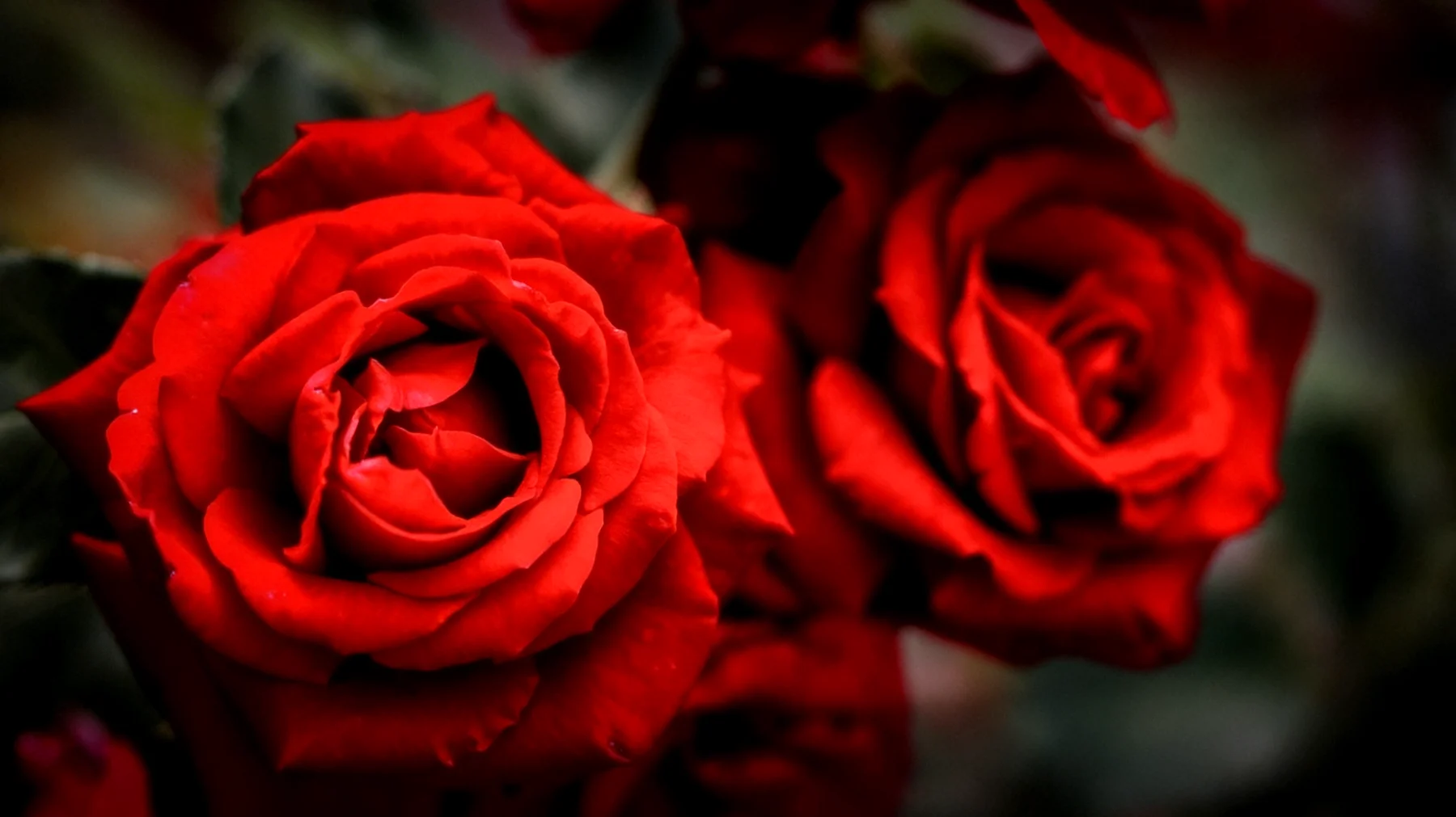 Rote Rosen2026-04-01T04:59:47.549Z"